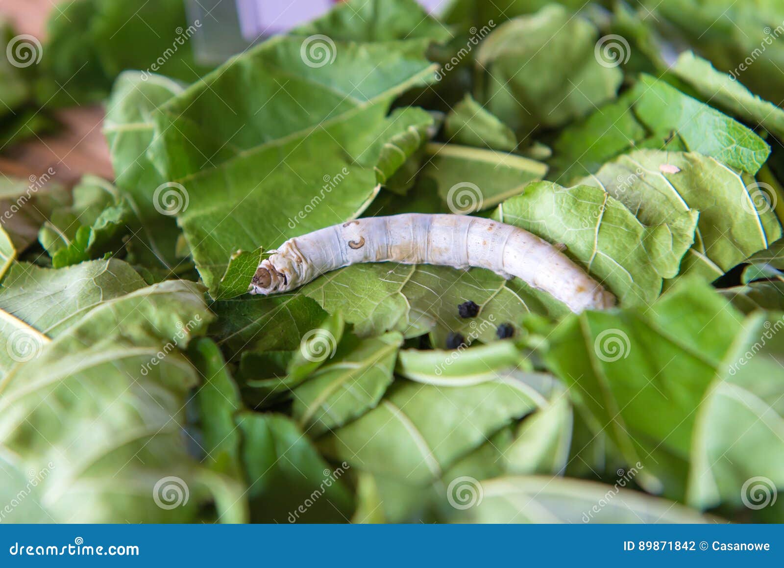 Silk Production Process, Silkworm with Mulberry Green Leaf Stock Photo Image of macro, animal