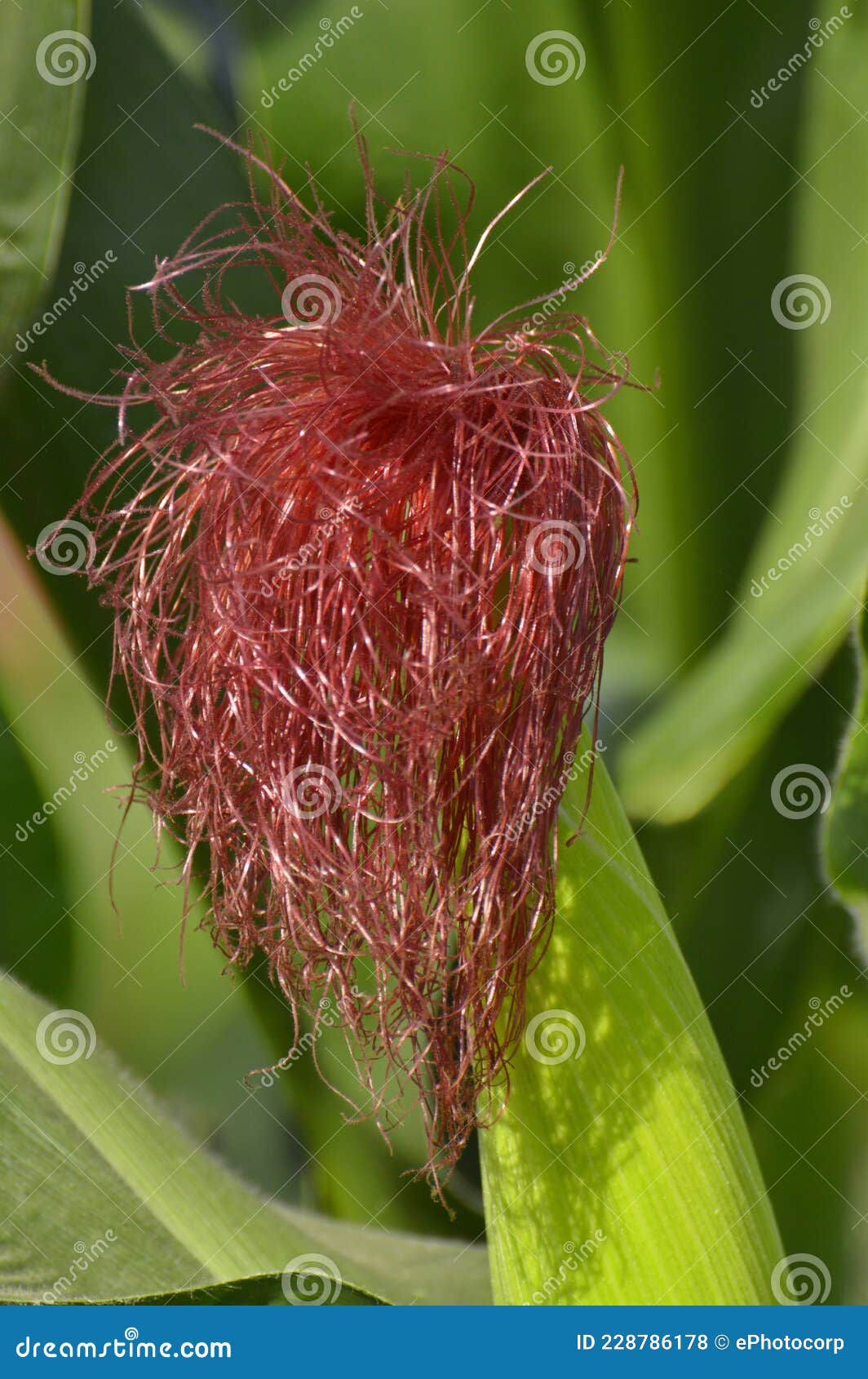 Silk Tassel of Young Growing Corn on Tree Stock Photo Image of