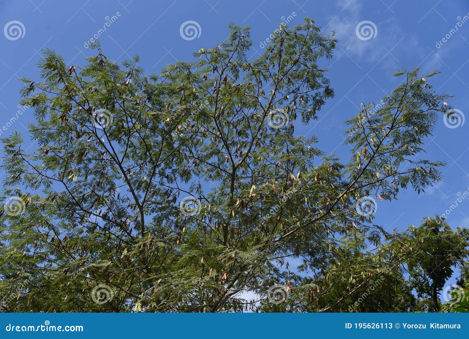 Silk tree fruits stock image. Image of green, fabaceae 195626113