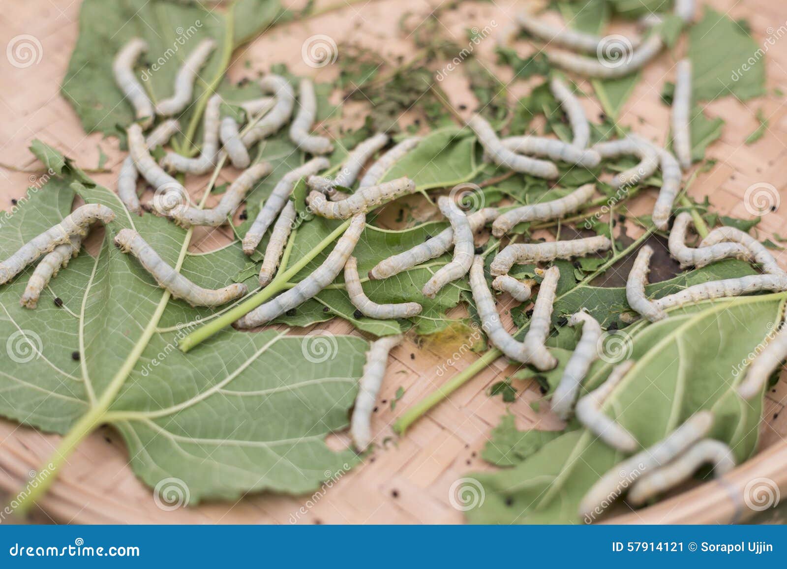 buitenspiegel Zakenman Absoluut Silk worm cocoons stock image. Image of background, green - 57914121