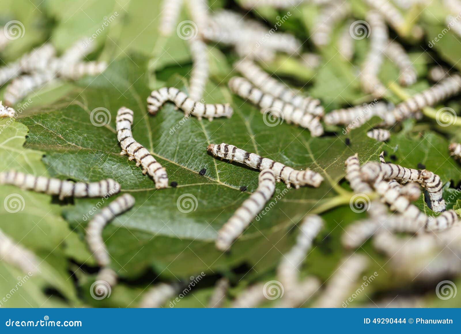Silk Worm Eating Mulberry Green Leaf Stock Photo Image of background