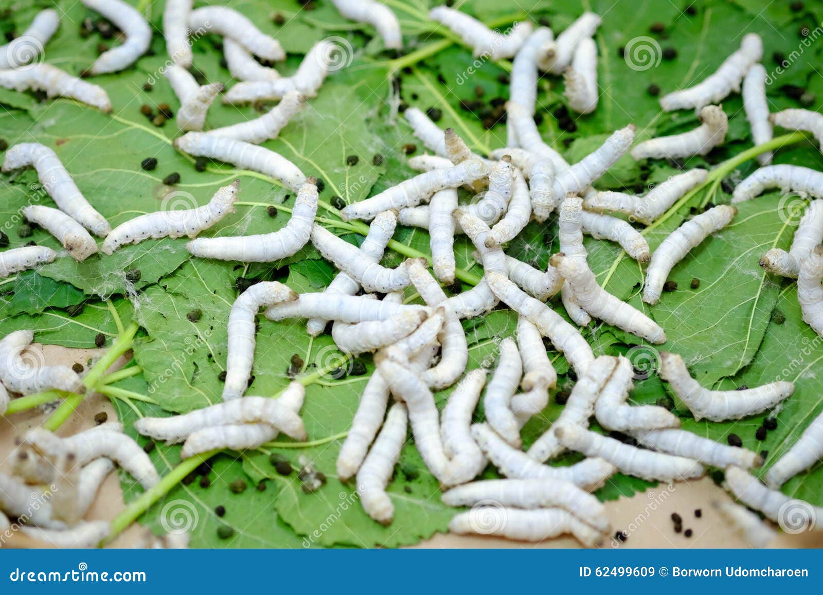 Silk Worm Eating Mulberry Leaf Stock Image Image of mulberry, fiber