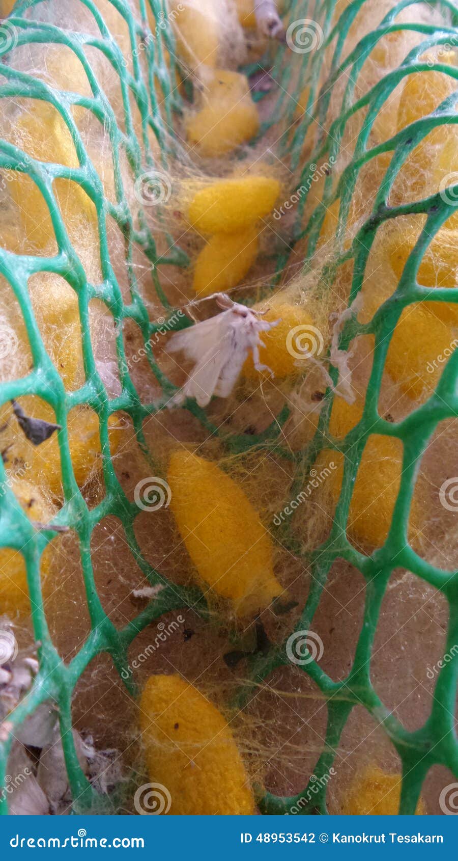 Silk worm moth stock photo. Image of ready, moths, invertebrate 48953542