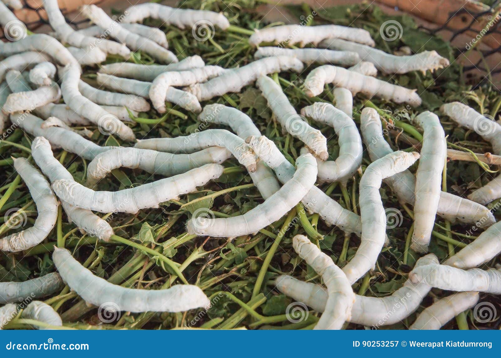 Silk Worms Eating Green Leaves Stock Image Image of silkworm