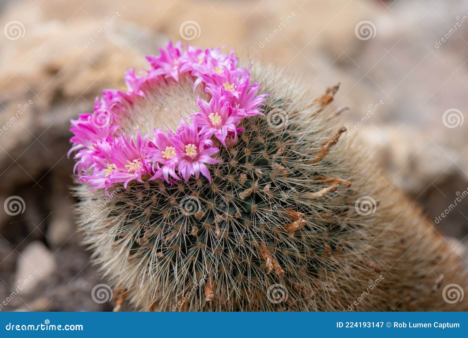 silken pincushion cactus, mammillaria bombycina, pink flowers