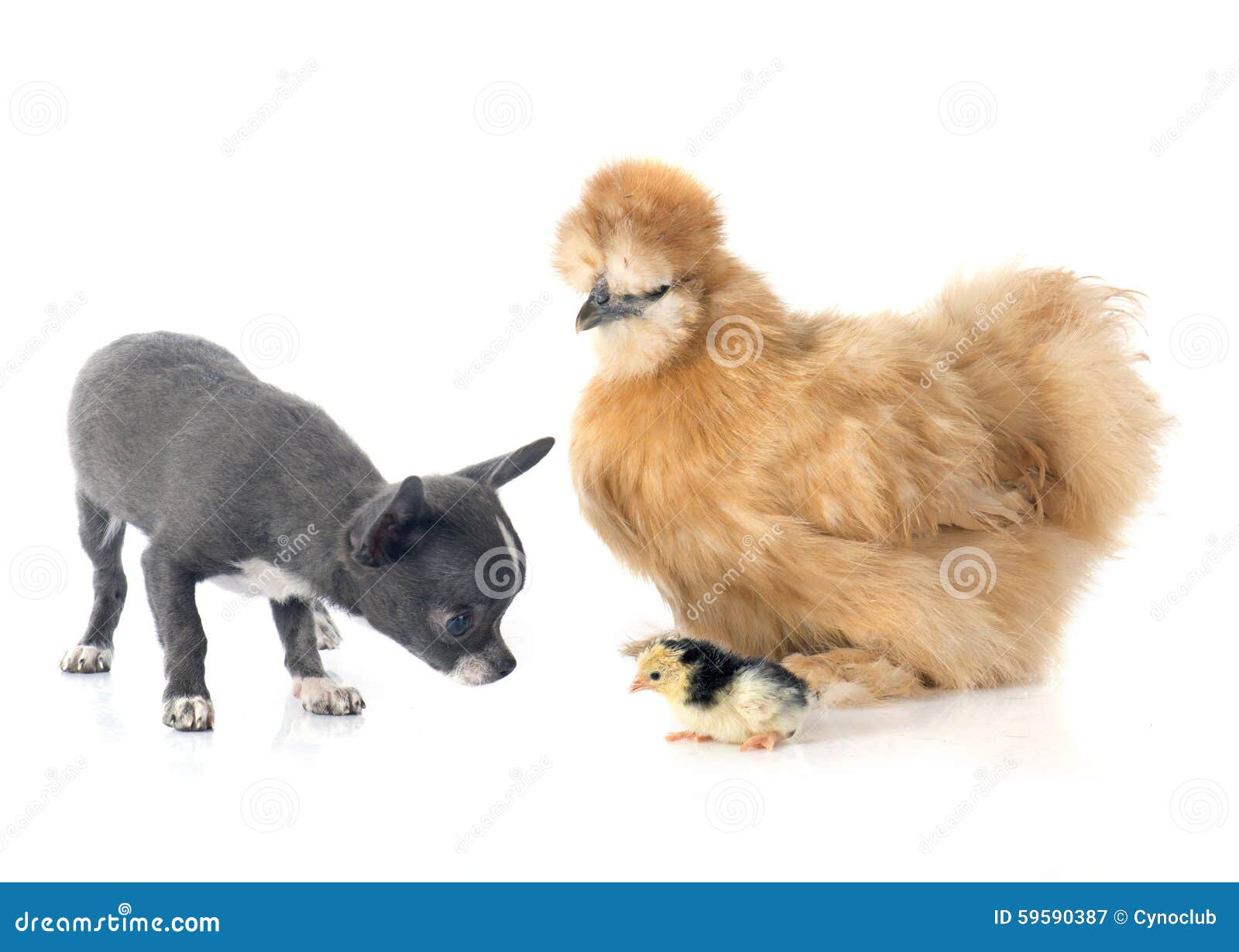 Silkie Chicken and Chihuahua Stock Image Image of chihuahua, rooster