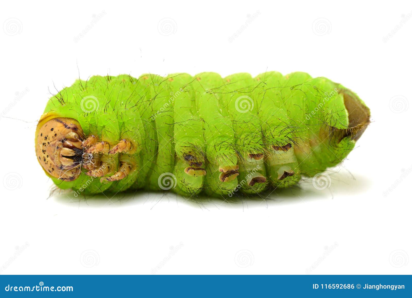Зеленый червь оригинал. Маленькие зелененькие червячки. Игрушка зеленый червь. Мелкий зеленый червь.