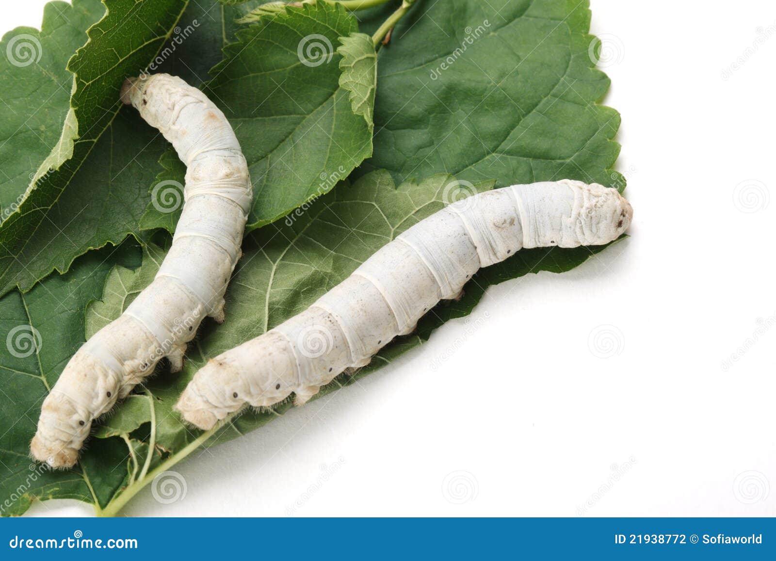 Silkworm stock photo. Image of larva, closeup, fiber 21938772