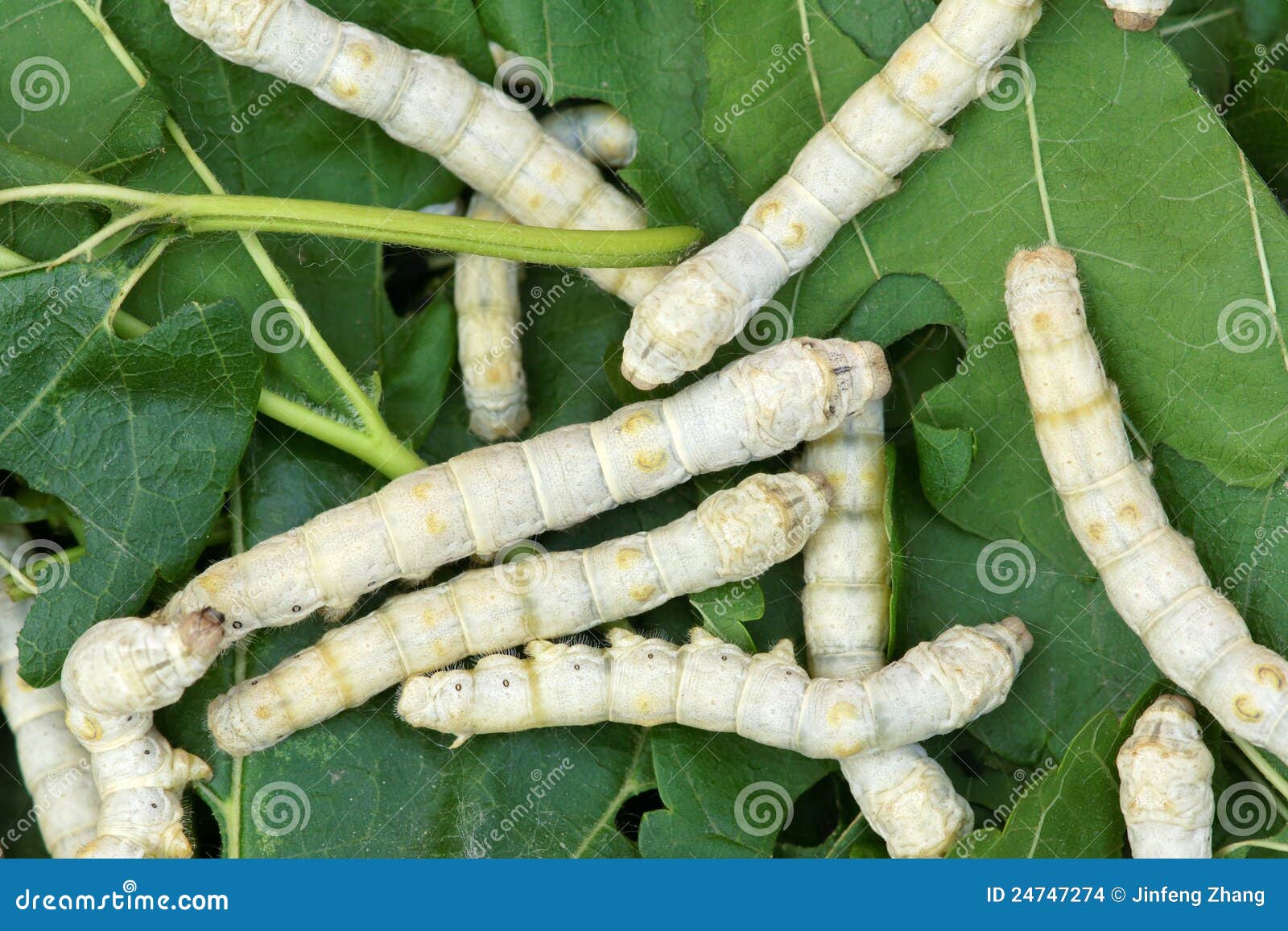 Silkworm stock photo. Image of mulberry, closeup, larval 24747274
