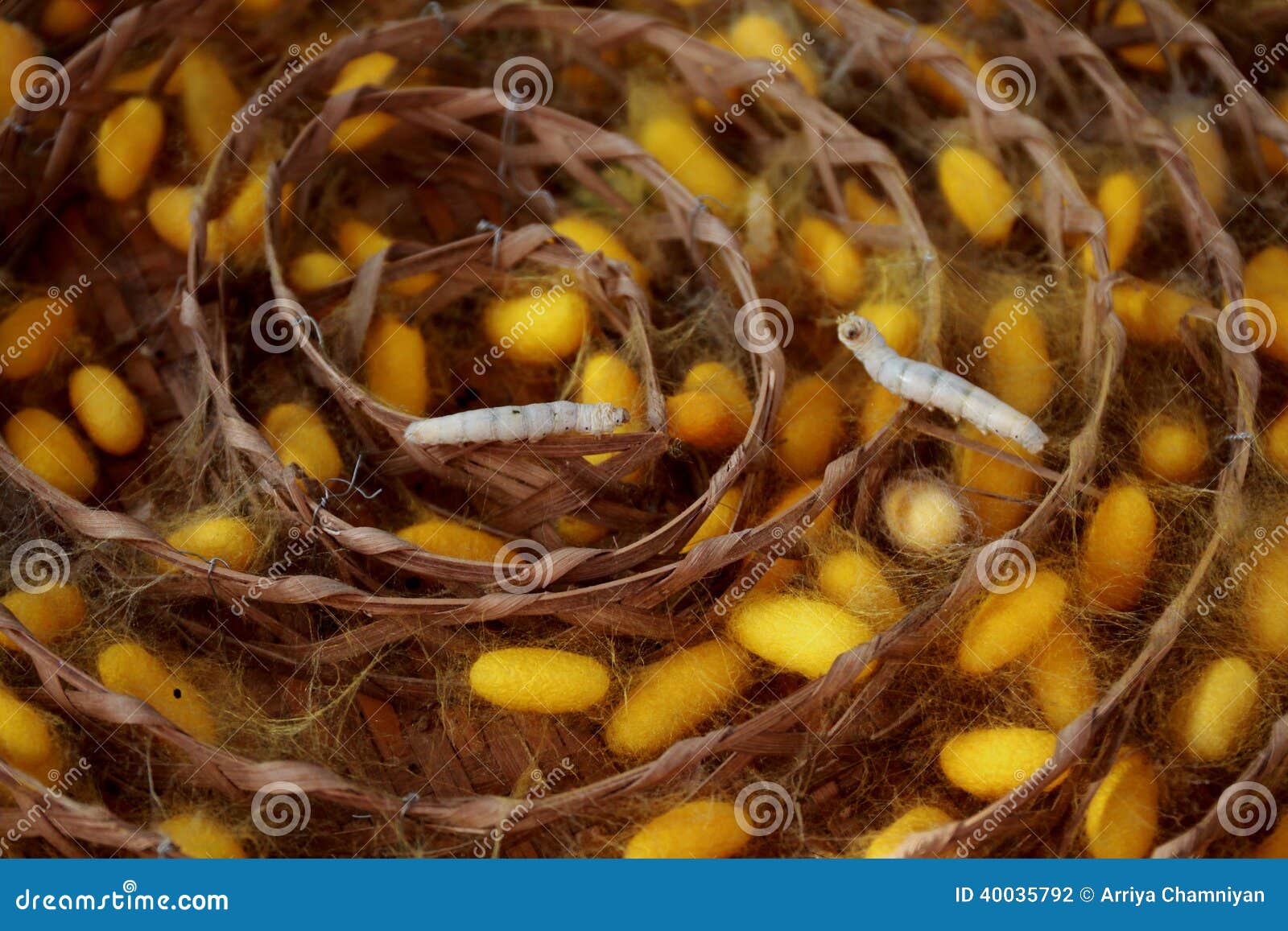 Silkworm stock photo. Image of animal, silk, natural 40035792