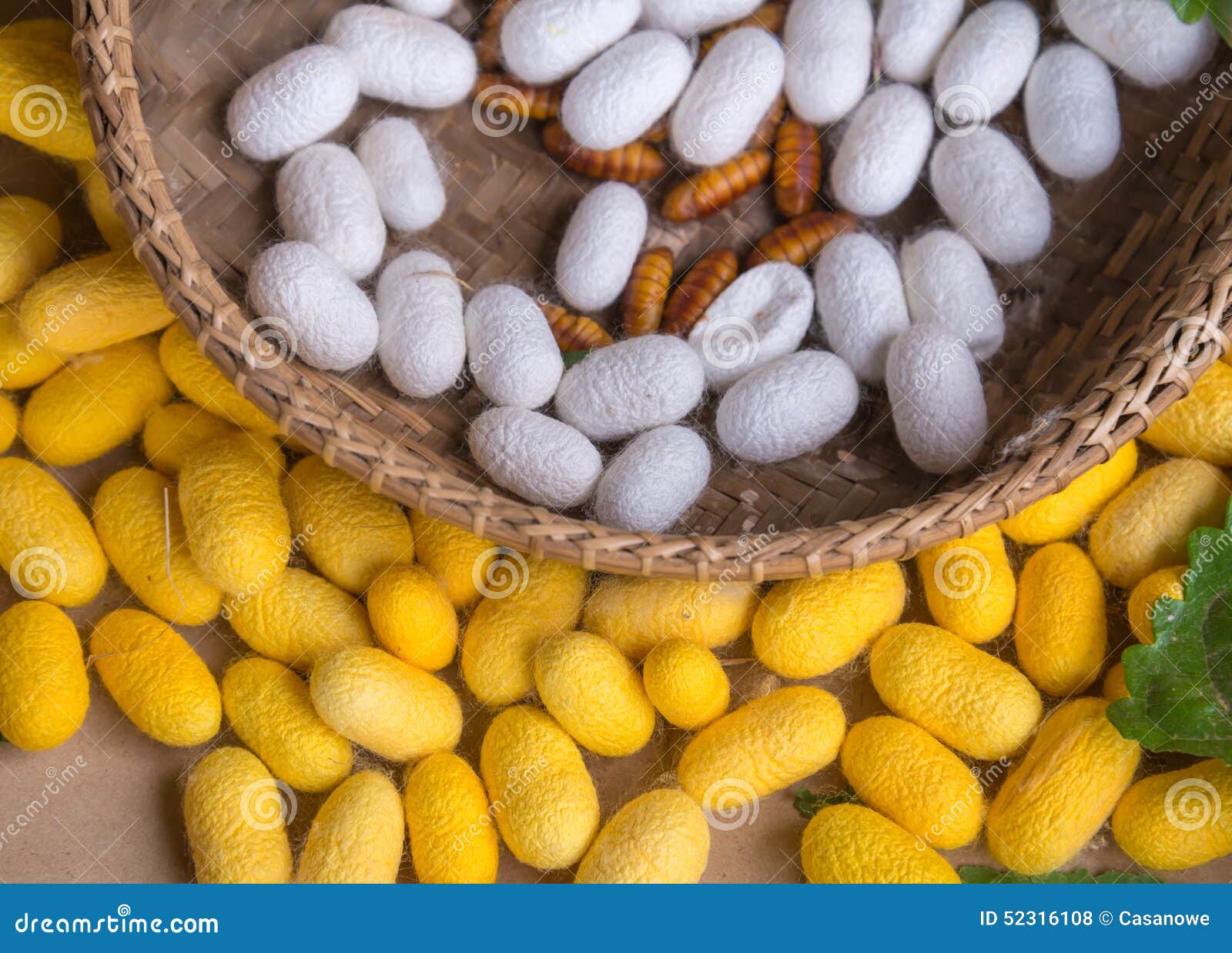 Silkworm cocoons. stock photo. Image of larva, animal 52316108