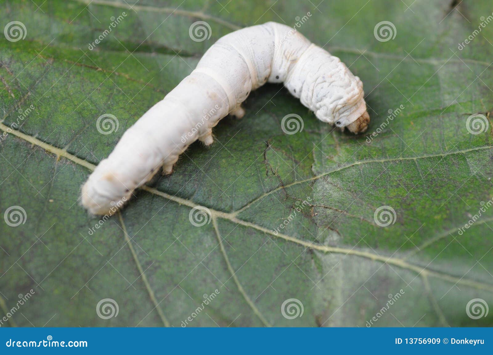 The silkworm eating stock image. Image of peace, nature 13756909