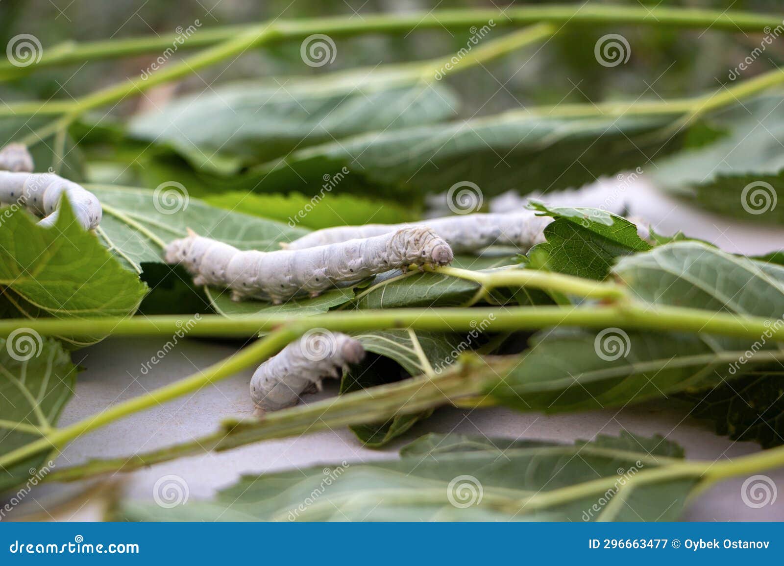 Silkworm Eats the Leaves of Morus Alba Mulberries Stock Image Image
