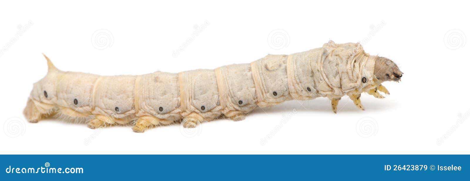 Bombyx Mori Silkworm