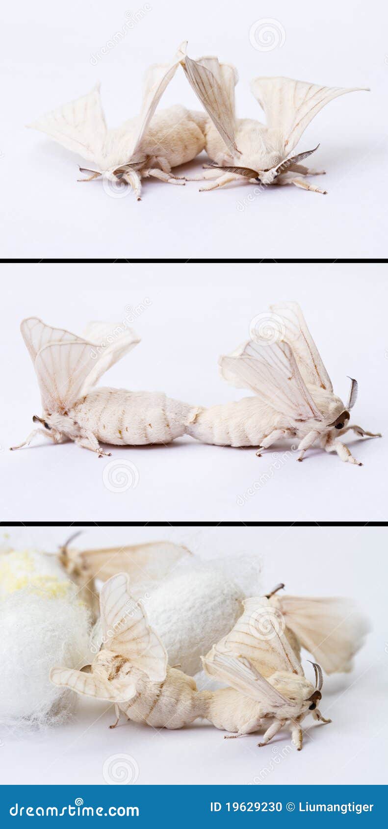Silkworm moths mating stock photo. Image of imagines 19629230