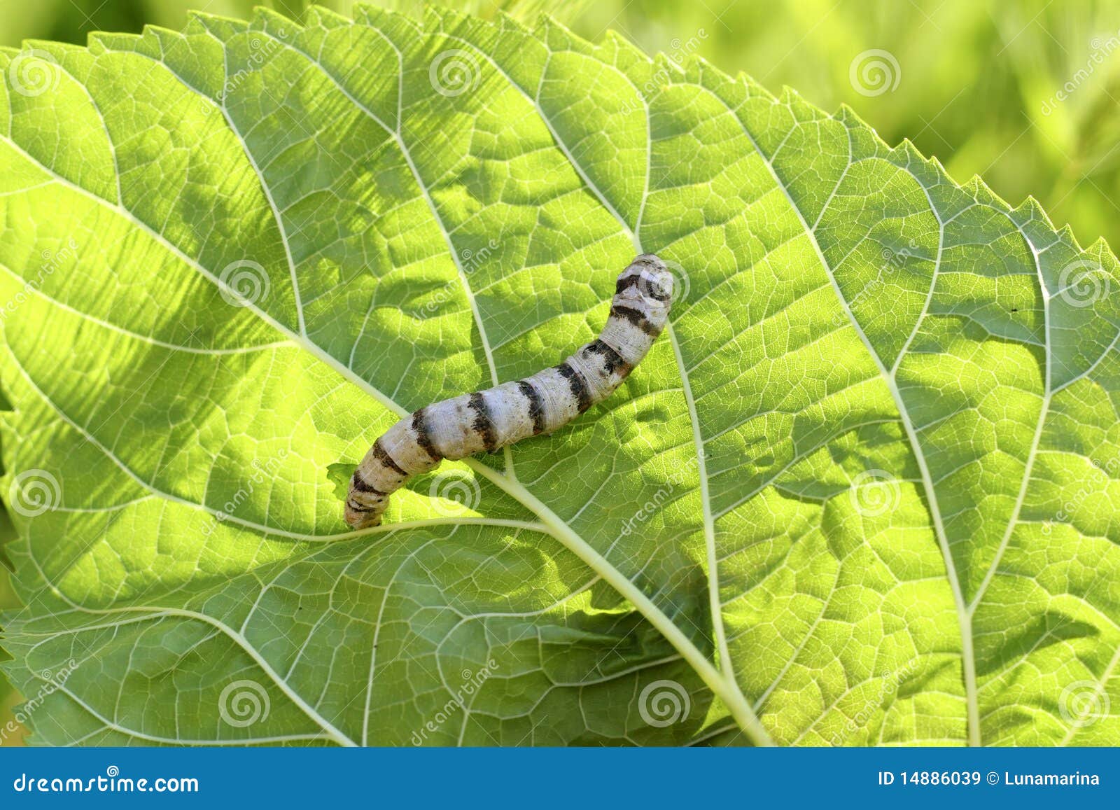Silkworm Ringed Silk Worm on Mulberry Green Leaf Stock Image Image of plants, chinese 14886039