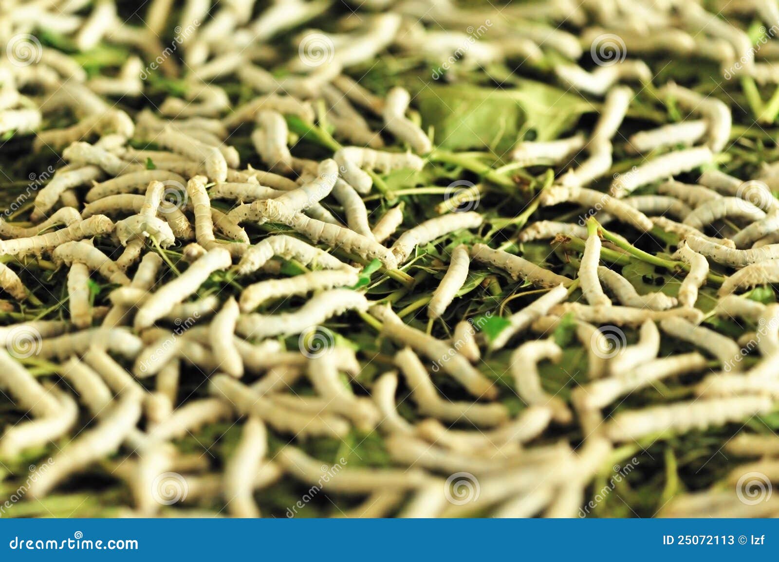 Silkworms stock image. Image of closeup, leaves, feed 25072113