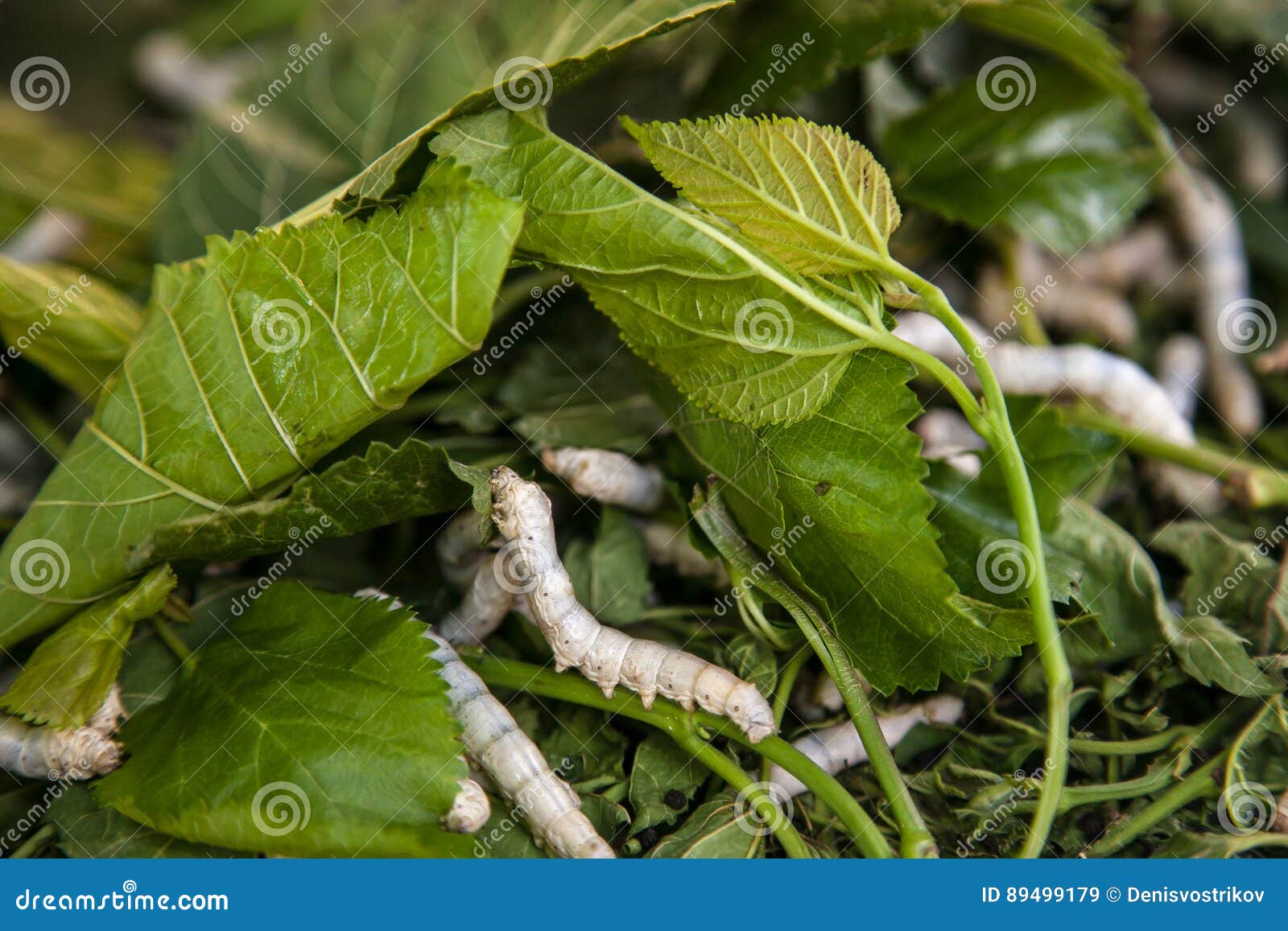 Silkworms stock image. Image of plant, thread, culture 89499179
