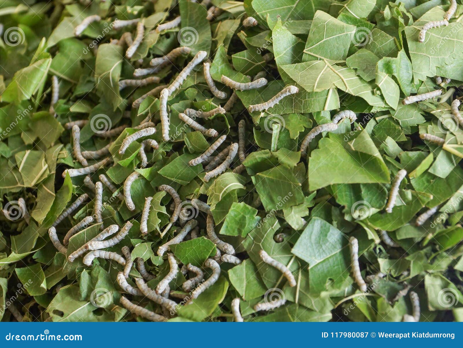 Silkworms eating leaves stock image. Image of closeup 117980087
