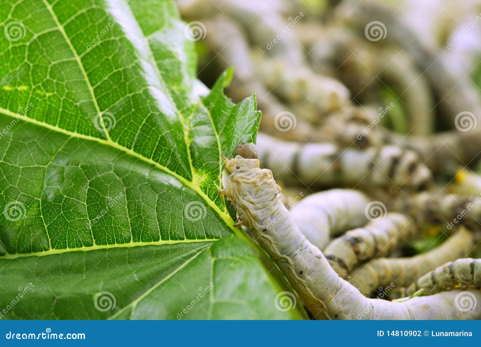 Silkworms Eating Mulberry Leaf Closeup Stock Photo Image of chrysalis, larvae 14810902