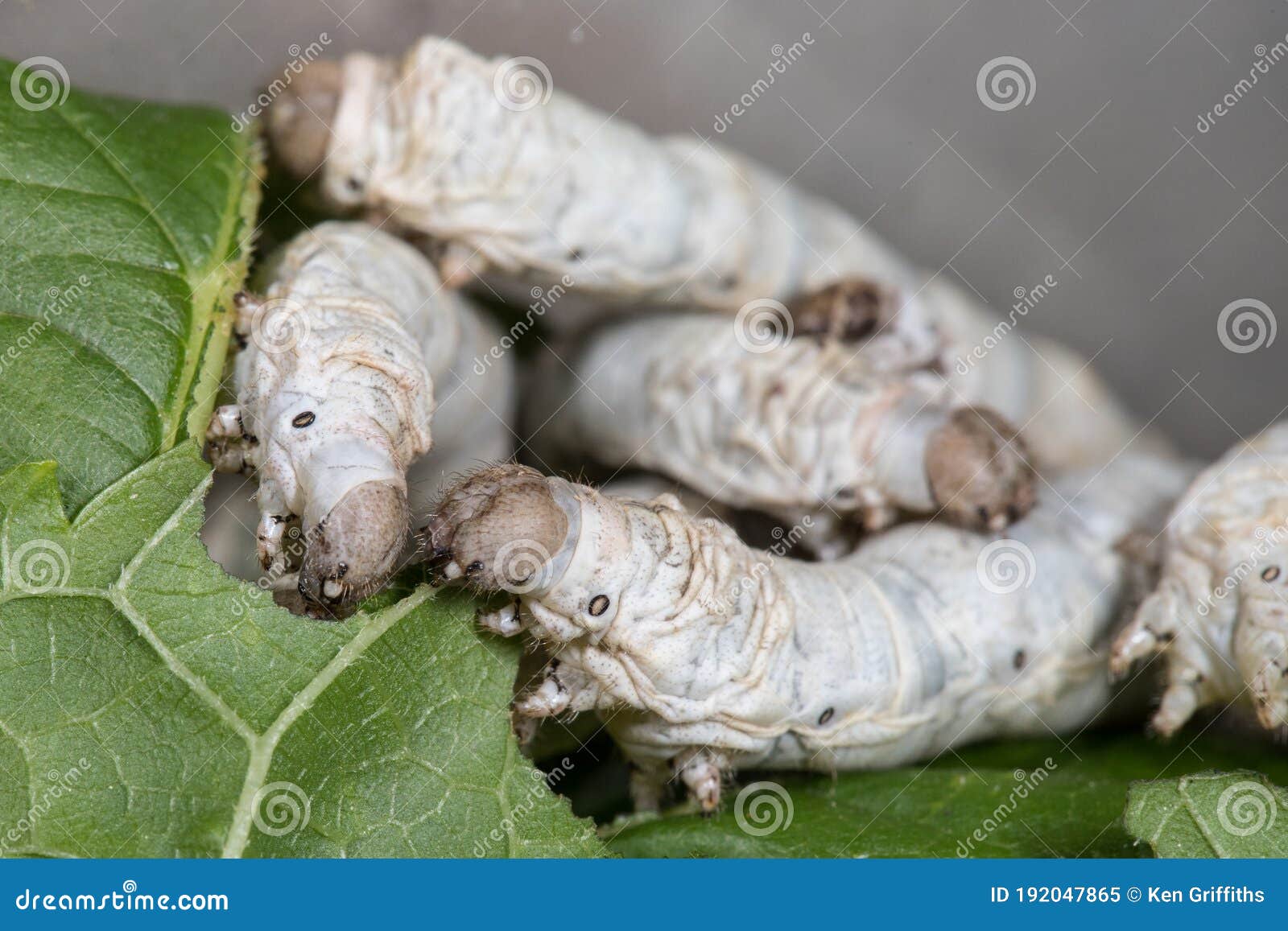 Silkworms stock image. Image of caterpillar, pets, feeding 192047865