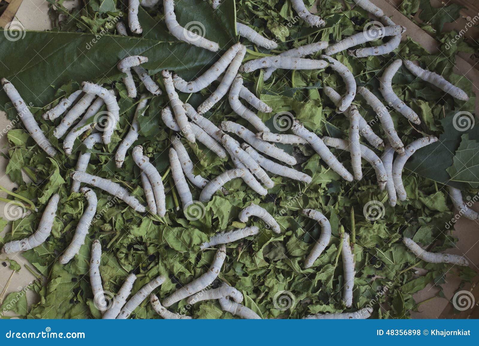 Silkworms stock photo. Image of silk, sericulture, animal 48356898