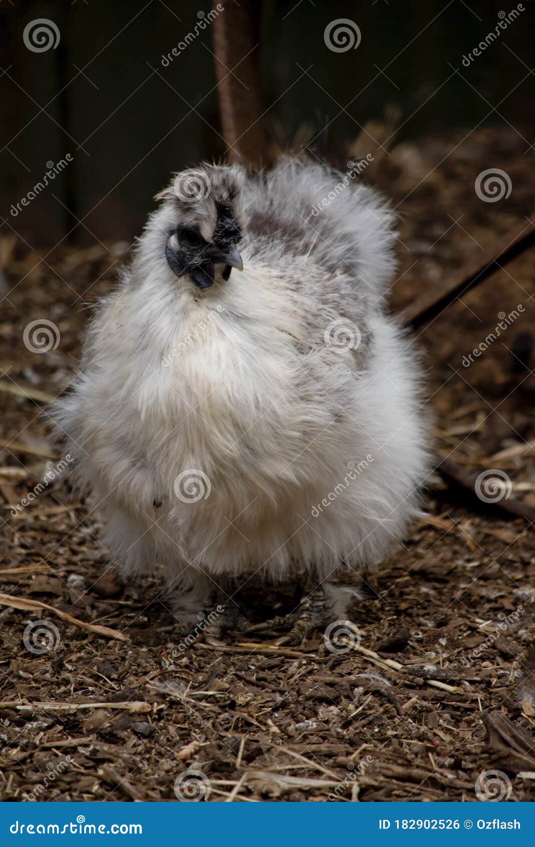 This is a Silky Chicken with a Black Wattle and Comb Stock Photo ...