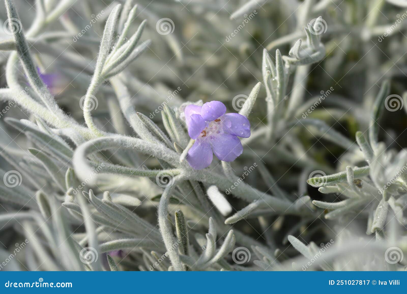 Eremophila Shrub Stock Photos - & Royalty-Free Stock Photos