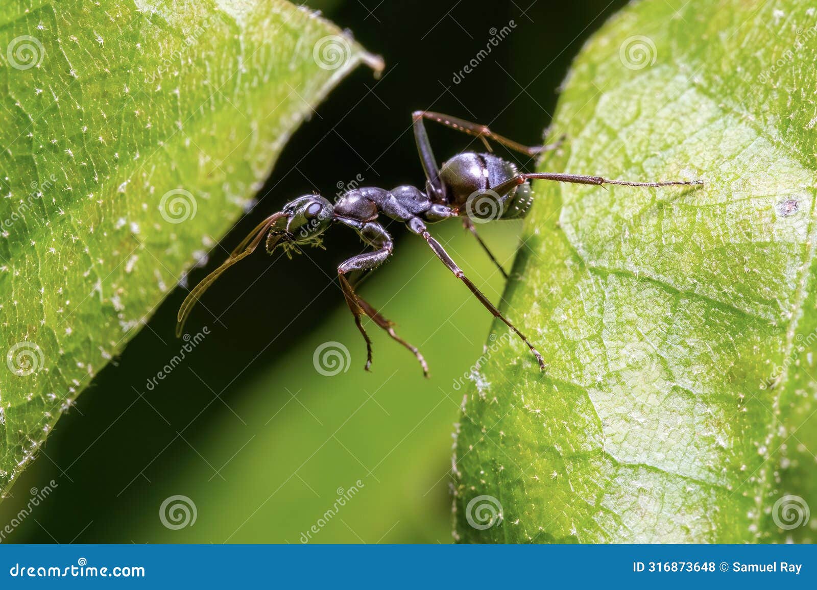 a silky field ant checking to see if the leaf on the other side is greener