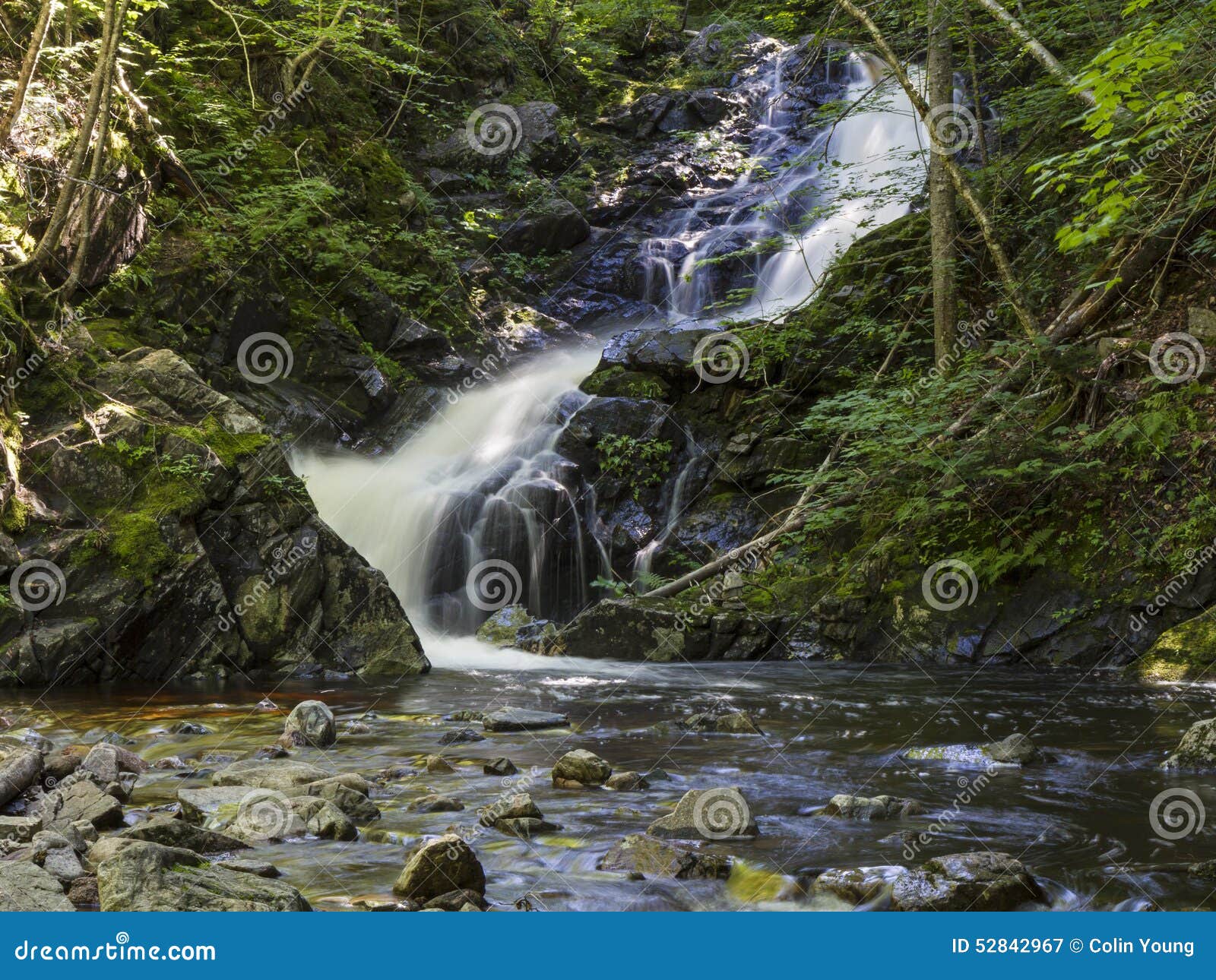 silky macintosh brook