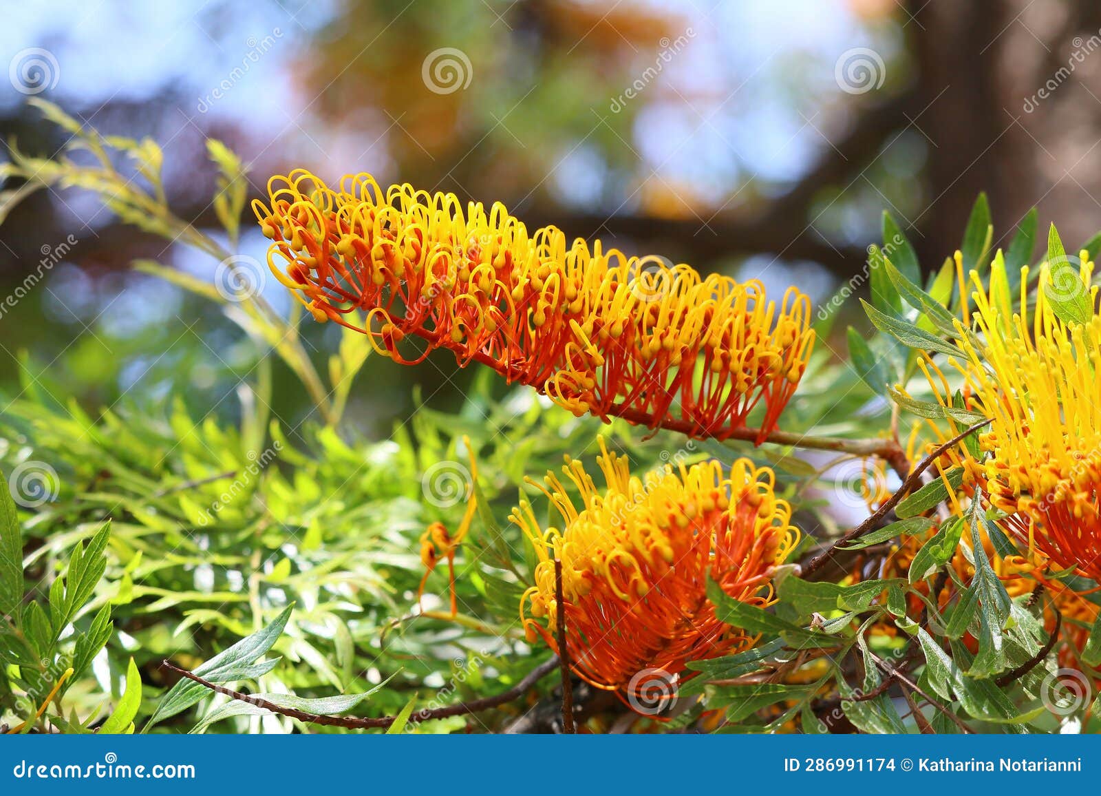 California Garden Series - Silky Oak - Grevillea Robusta - Proteaceae ...