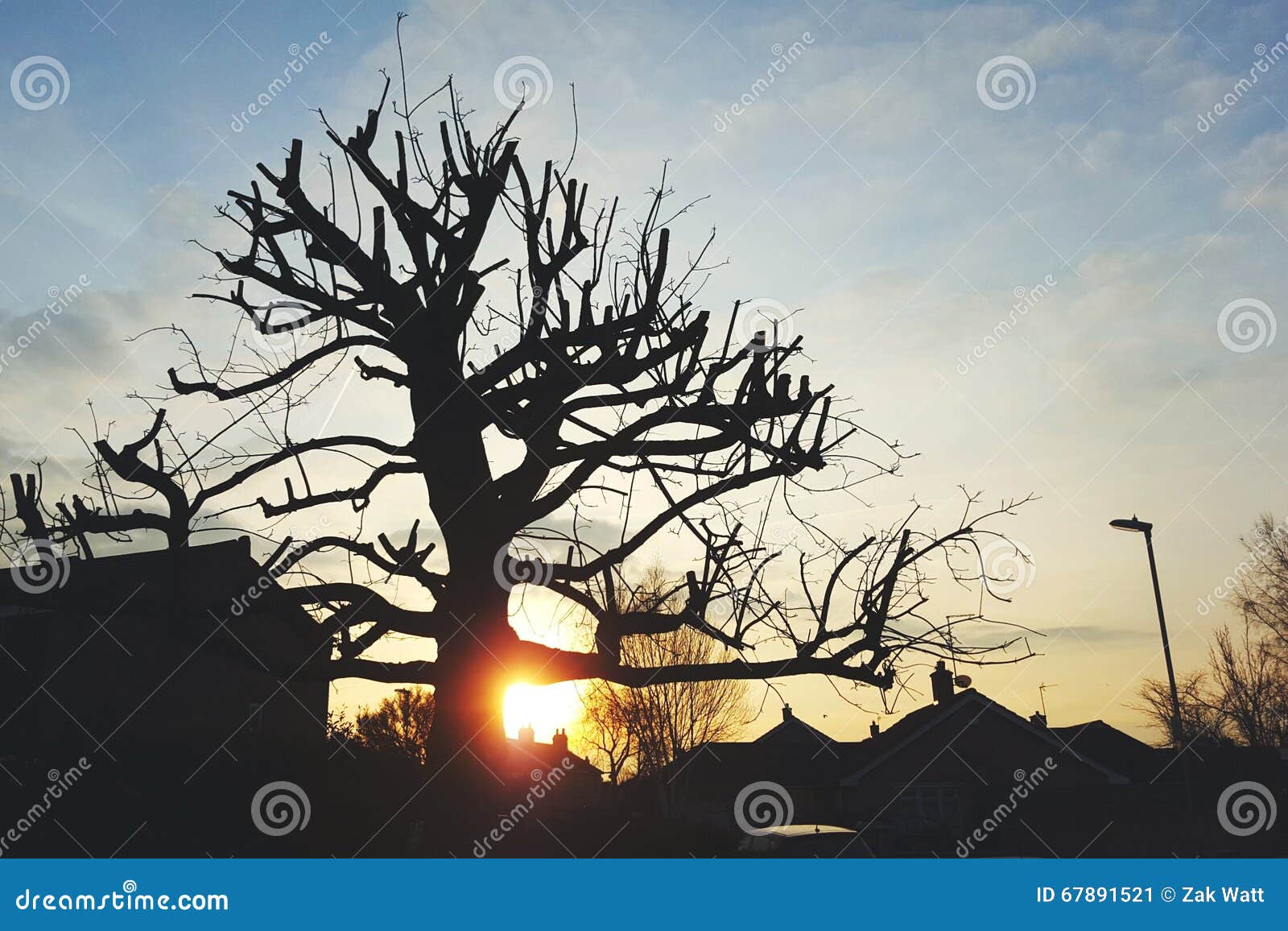 sillouette of tree at sunrise