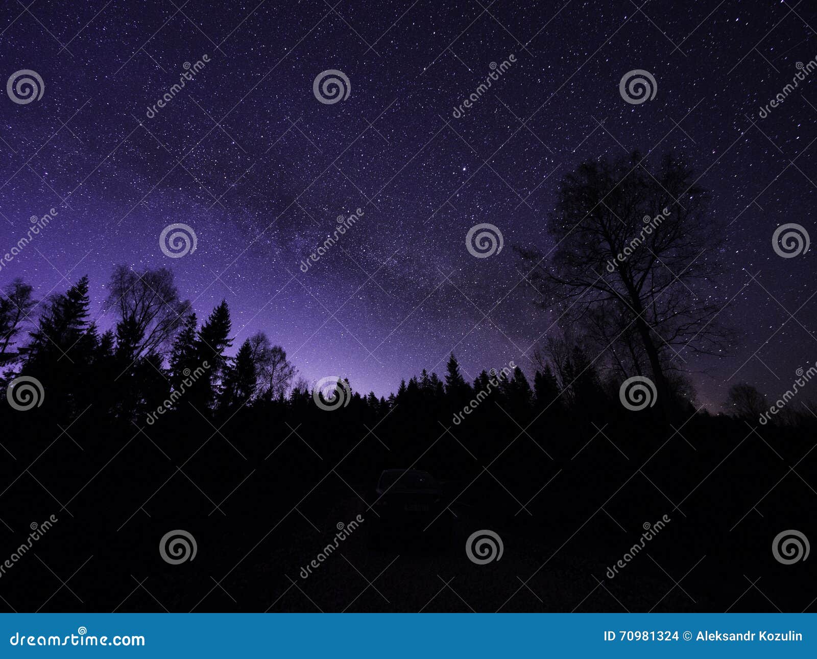 sillouettes of trees at night in winter. night sky, stars.