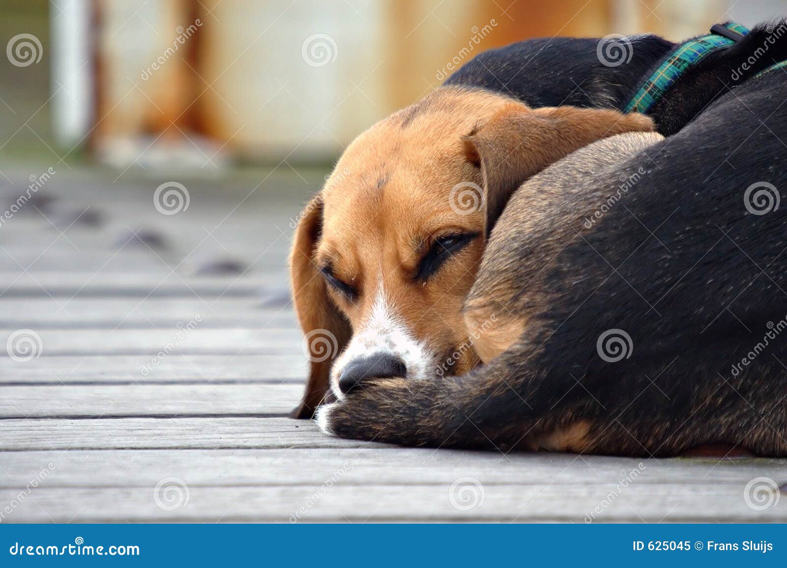 Silly dog stock image. Image of mutt, silly, mammal, calm 625045