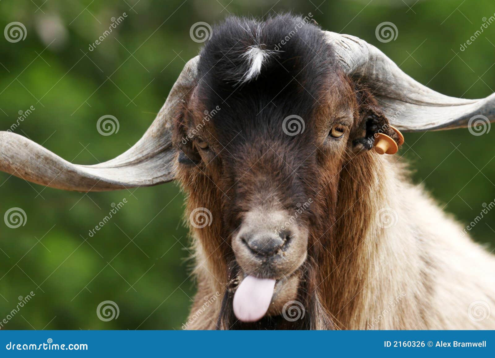 silly goat