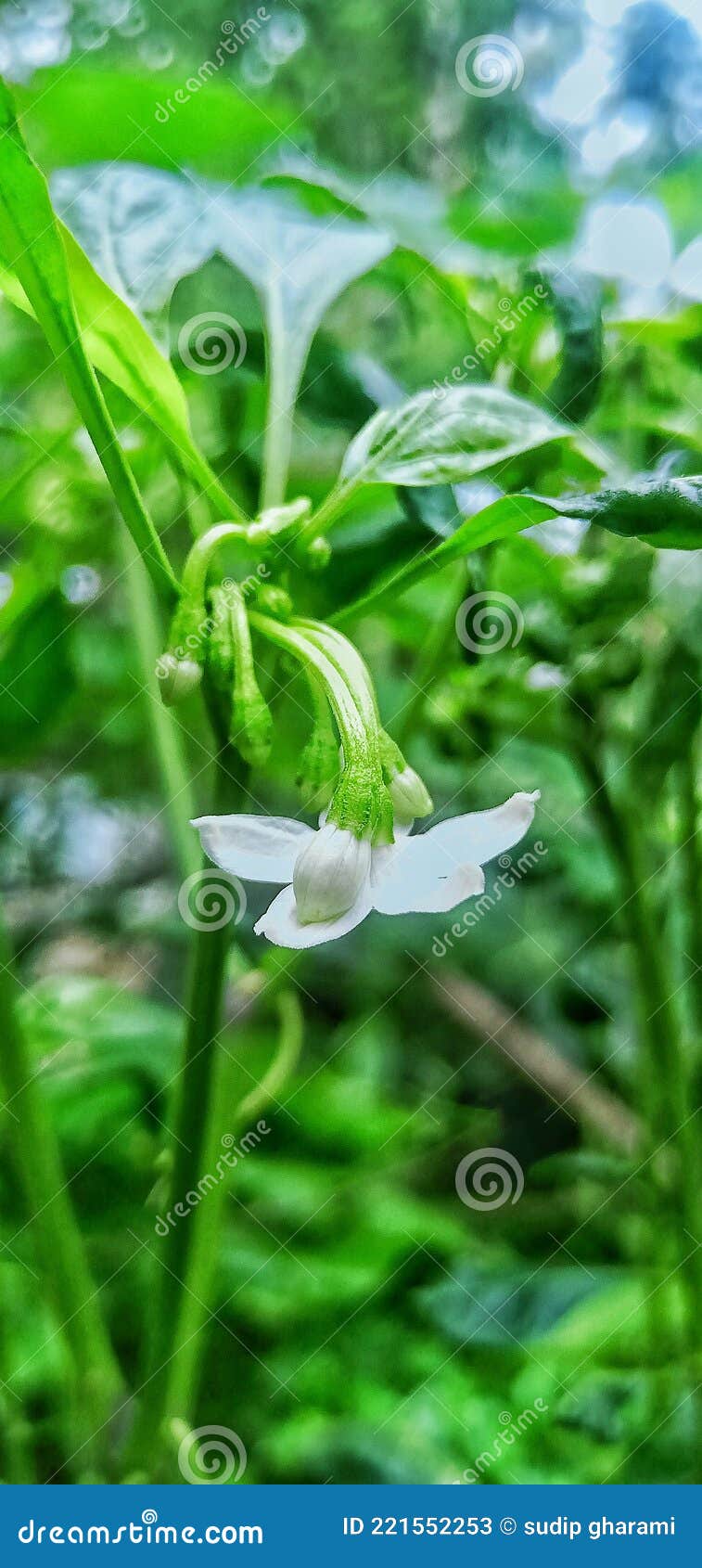 Silly Green Chilli Flowers Flowers in Green Chilli Stock Image Image