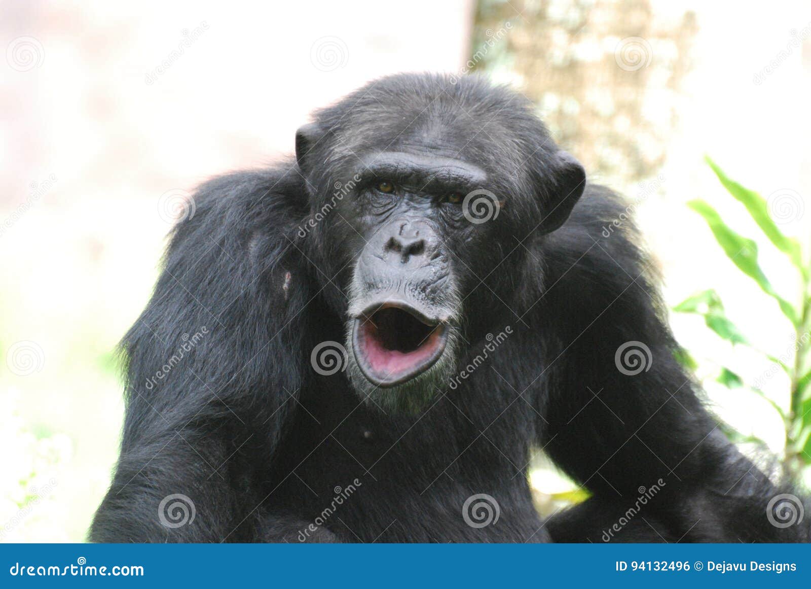Silly Noisy Chimpanzee Making Lots of Noises Stock Photo - Image of safari,  close: 94132496