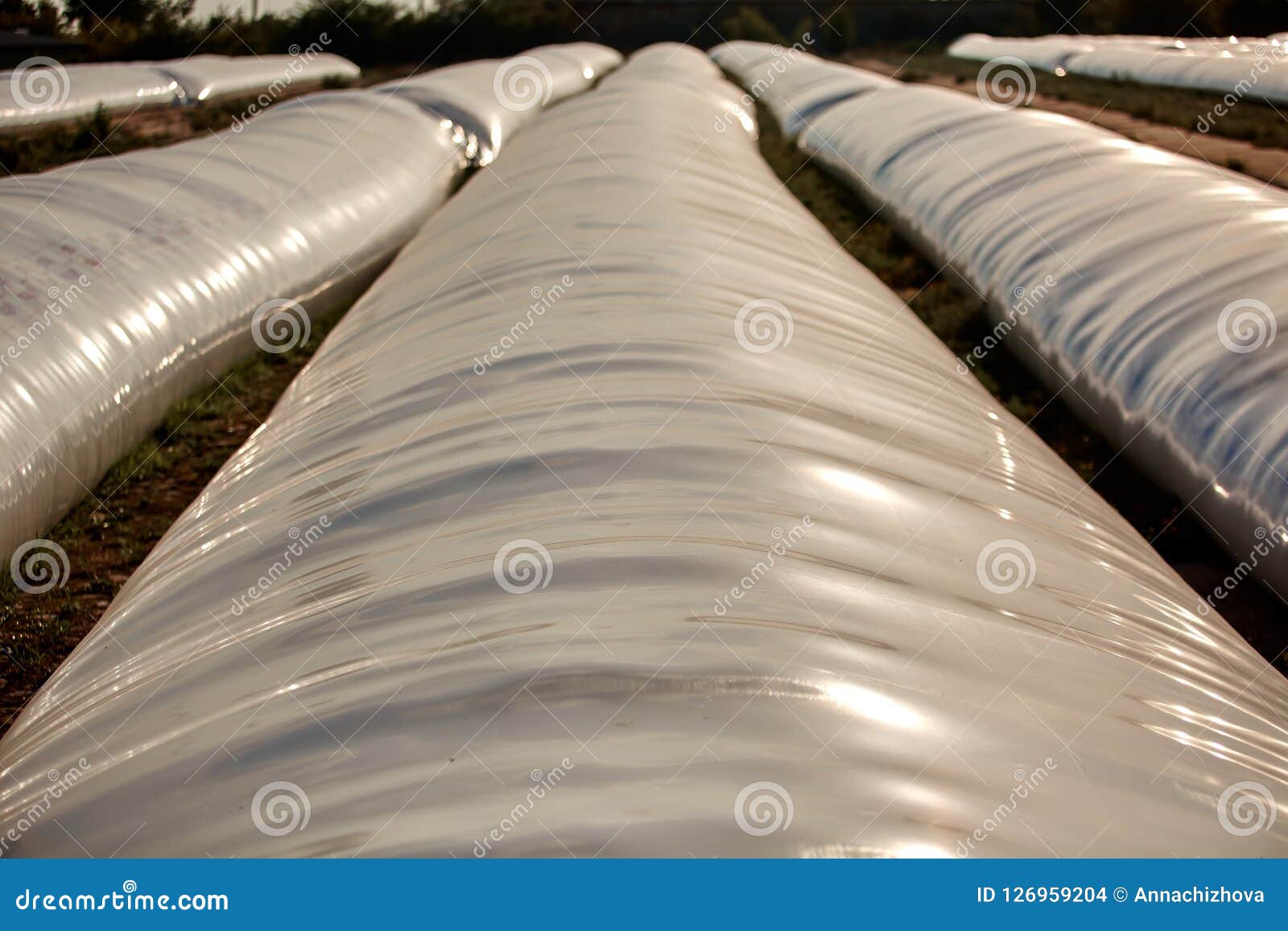 silo bag in a farm with fence and field. rural, countryside image, agricultural industry scene.