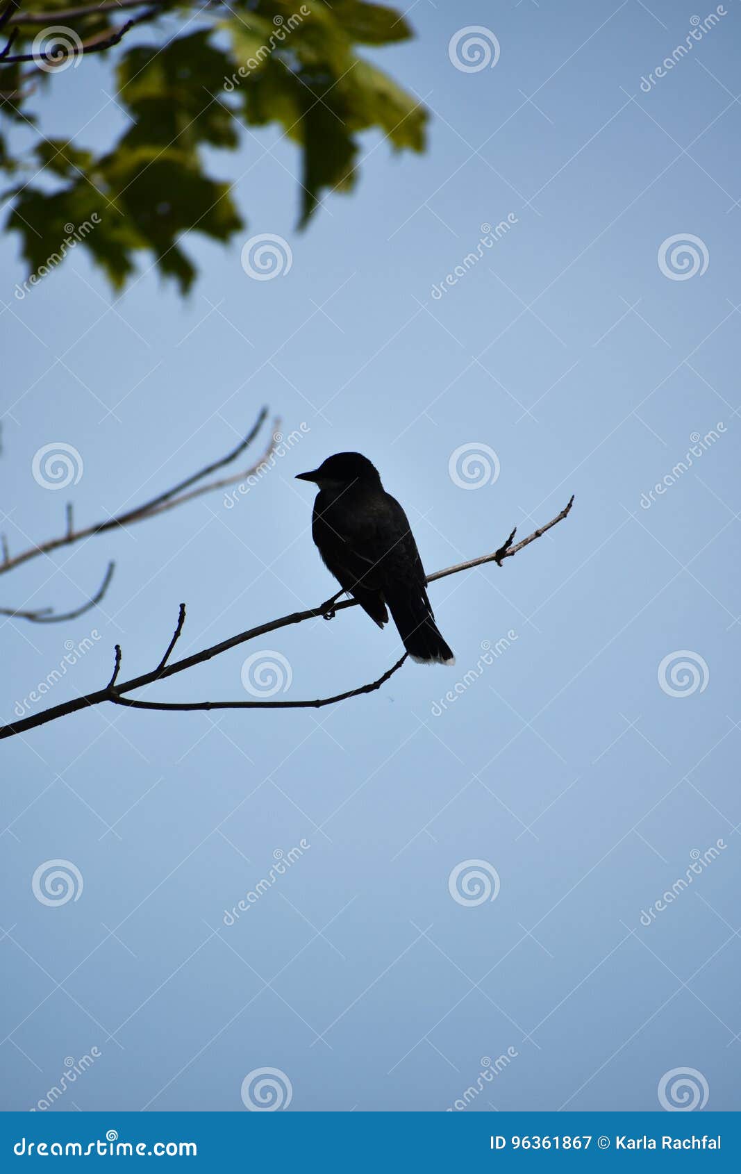 siloutte of black bird