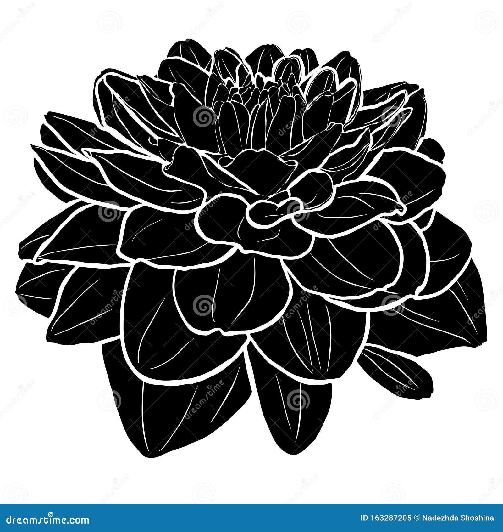 Silueta dahlia negra ilustración del vector. Ilustración de arte - 163287205