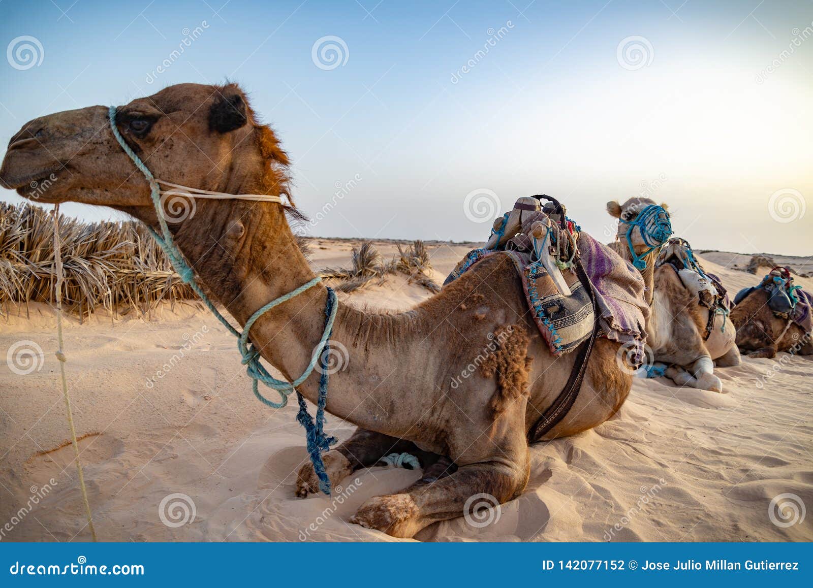 siluetas de camellos en el desierto del sahara