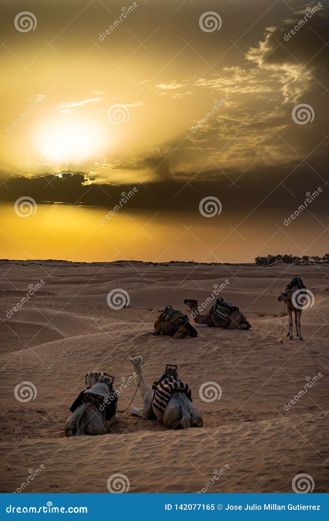 siluetas de camellos en el desierto del sahara