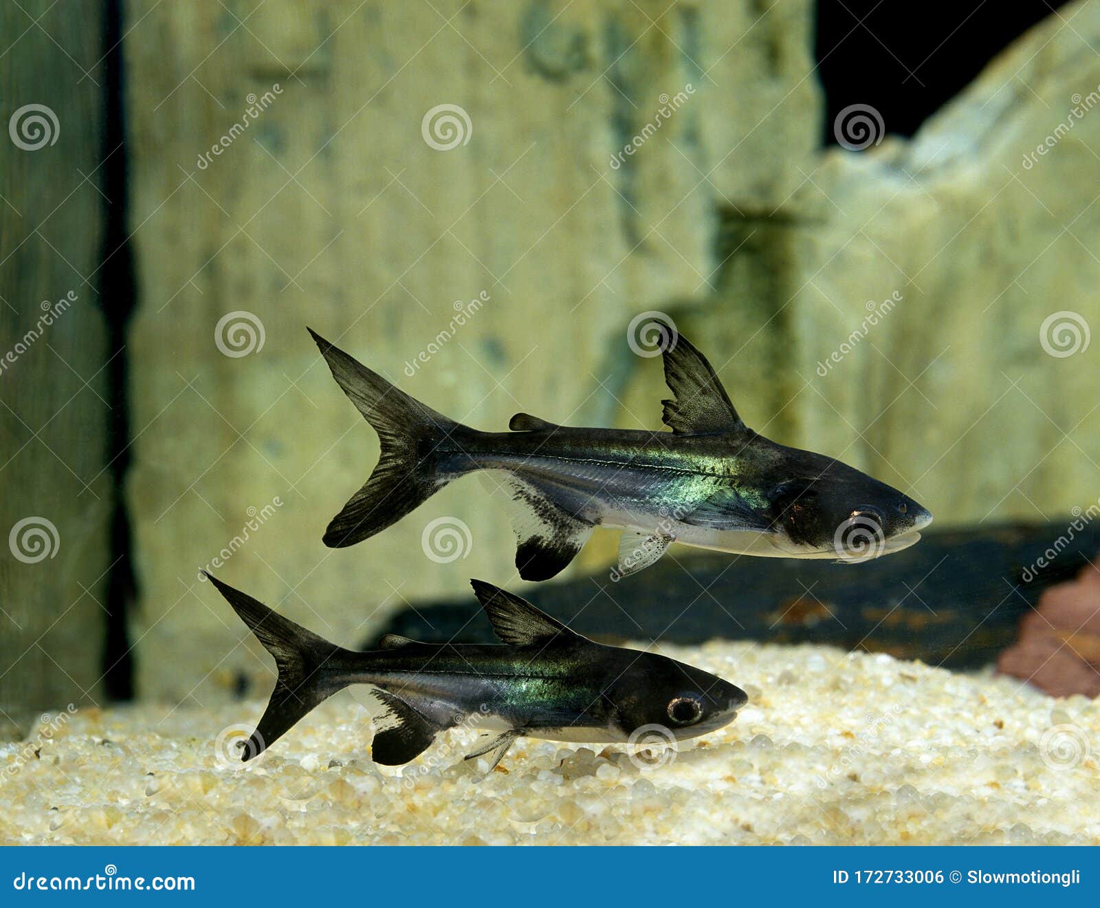 silure requin pangasius hypophthalmus
