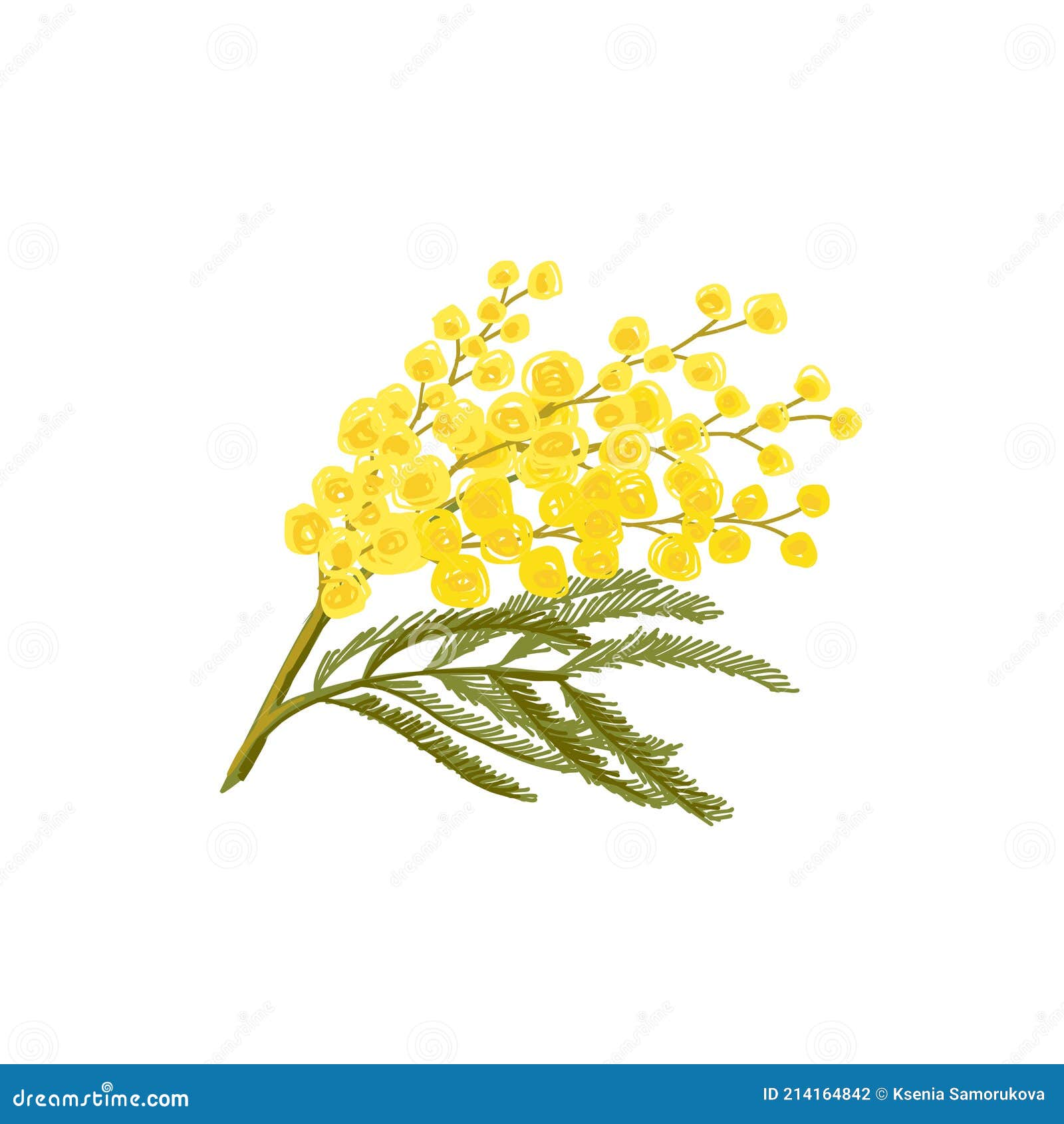 Silver Acacia or Mimosa Flower Stock Vector - Illustration of ornate,  green: 214164842