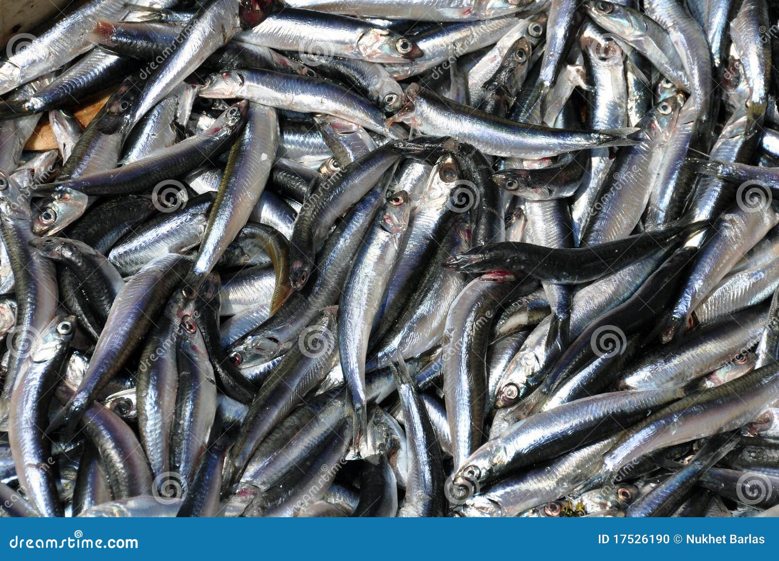 Silver anchovies stock photo. Image of eyes, anchovy 17526190