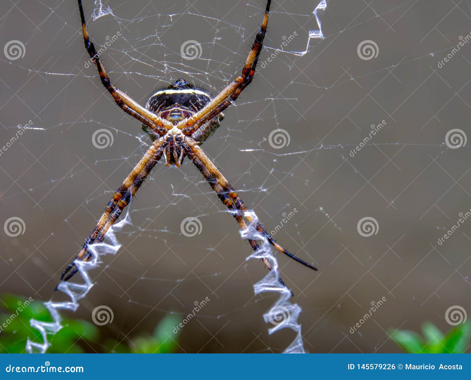 Silver Argiope Garden Spider Hunting In Its Web Stock Photo