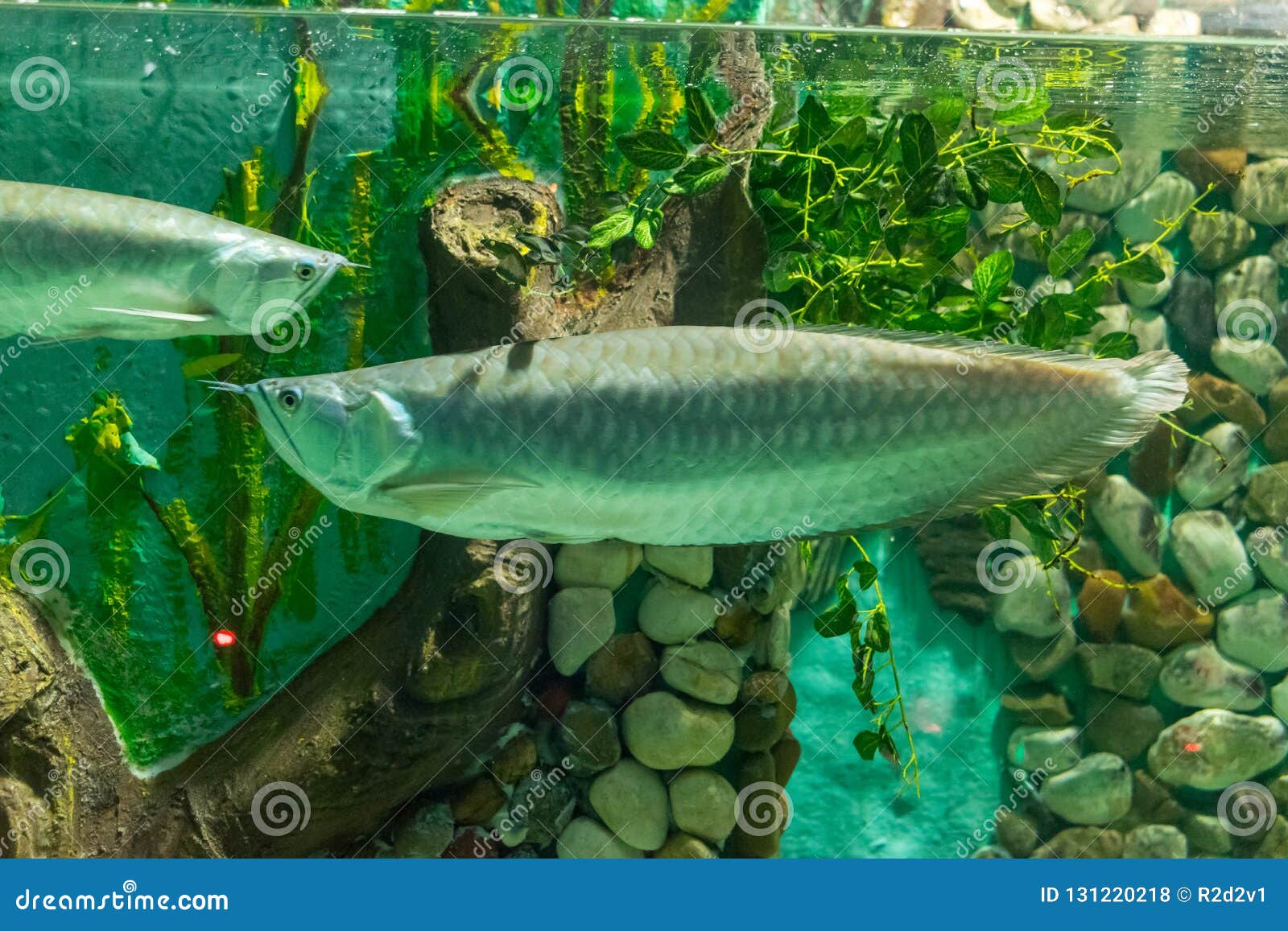 Big Fish Silver Arowana In Aquarium Stock Photo Image of 