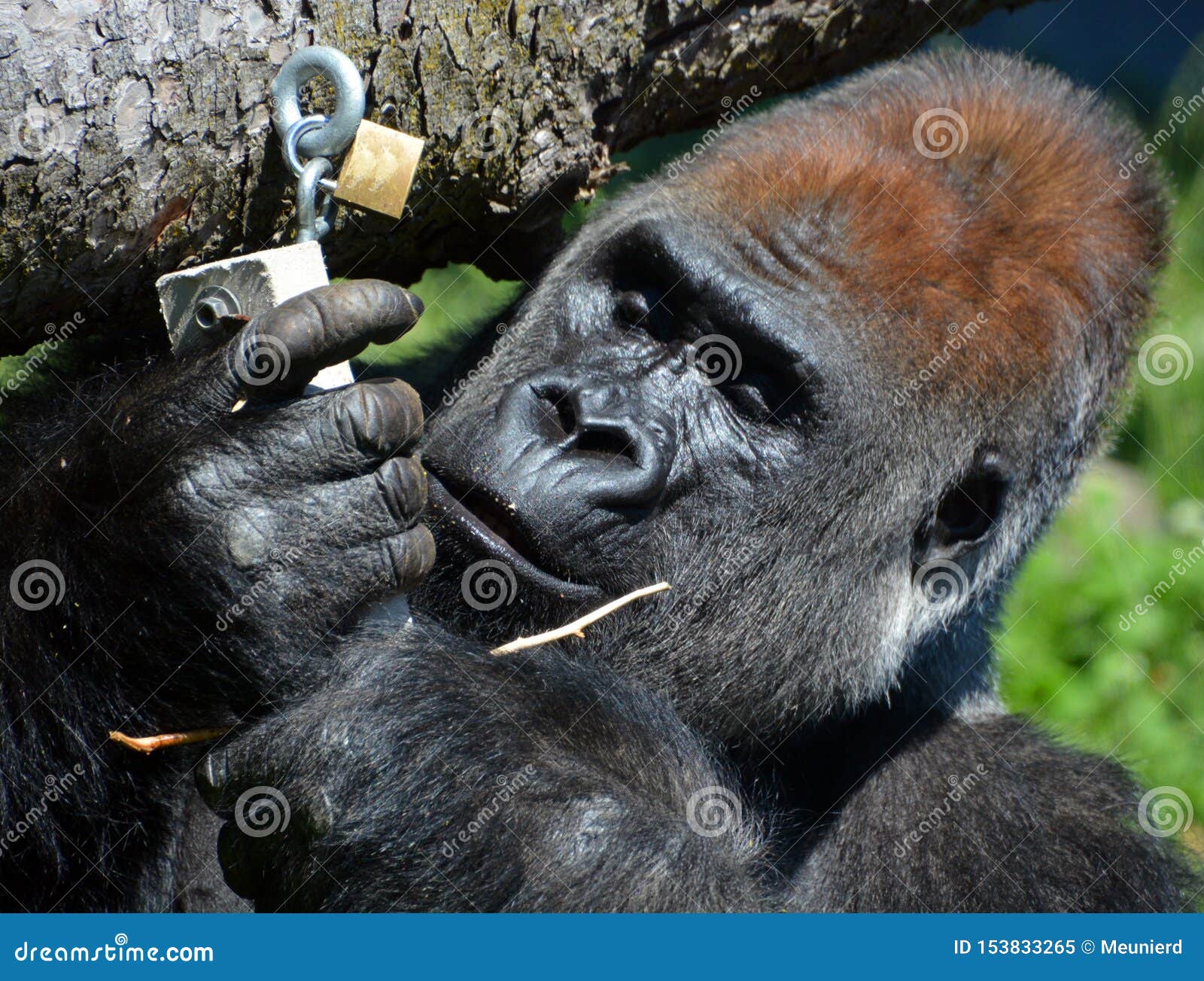 slice back gorilla slice back gorilla