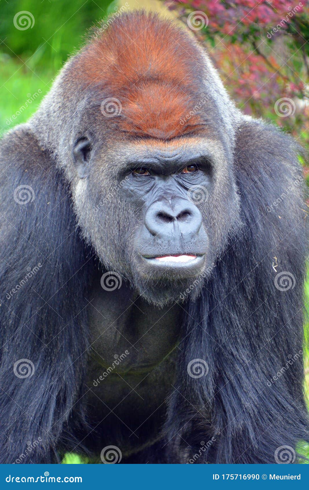 silver back gorillas are ground-dwelling, predominantly herbivorous apes