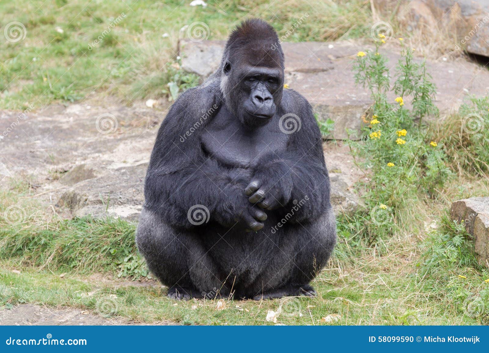 Silver Gorilla stock photo. Image of hairy - 58099590